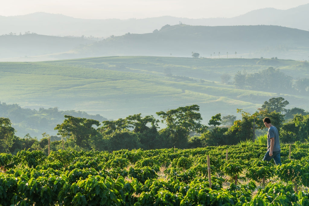 Reports From the Field - Felipe Croce of Fazenda Ambiental Fortaleza 0 ...